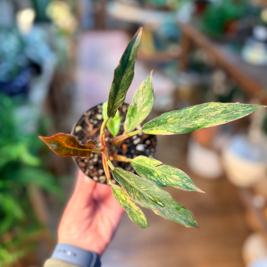 Philodendron Caramel Marble