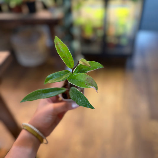 Hoya Publicalyx Albomarginata splash