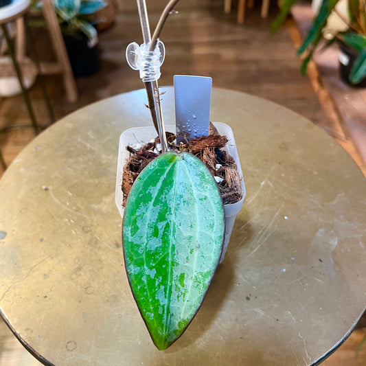 Hoya 'Latifolia MRH Indonesia'