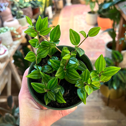 Peperomia Funky Frog