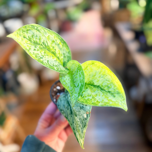 Scindapsus 'Geulis'