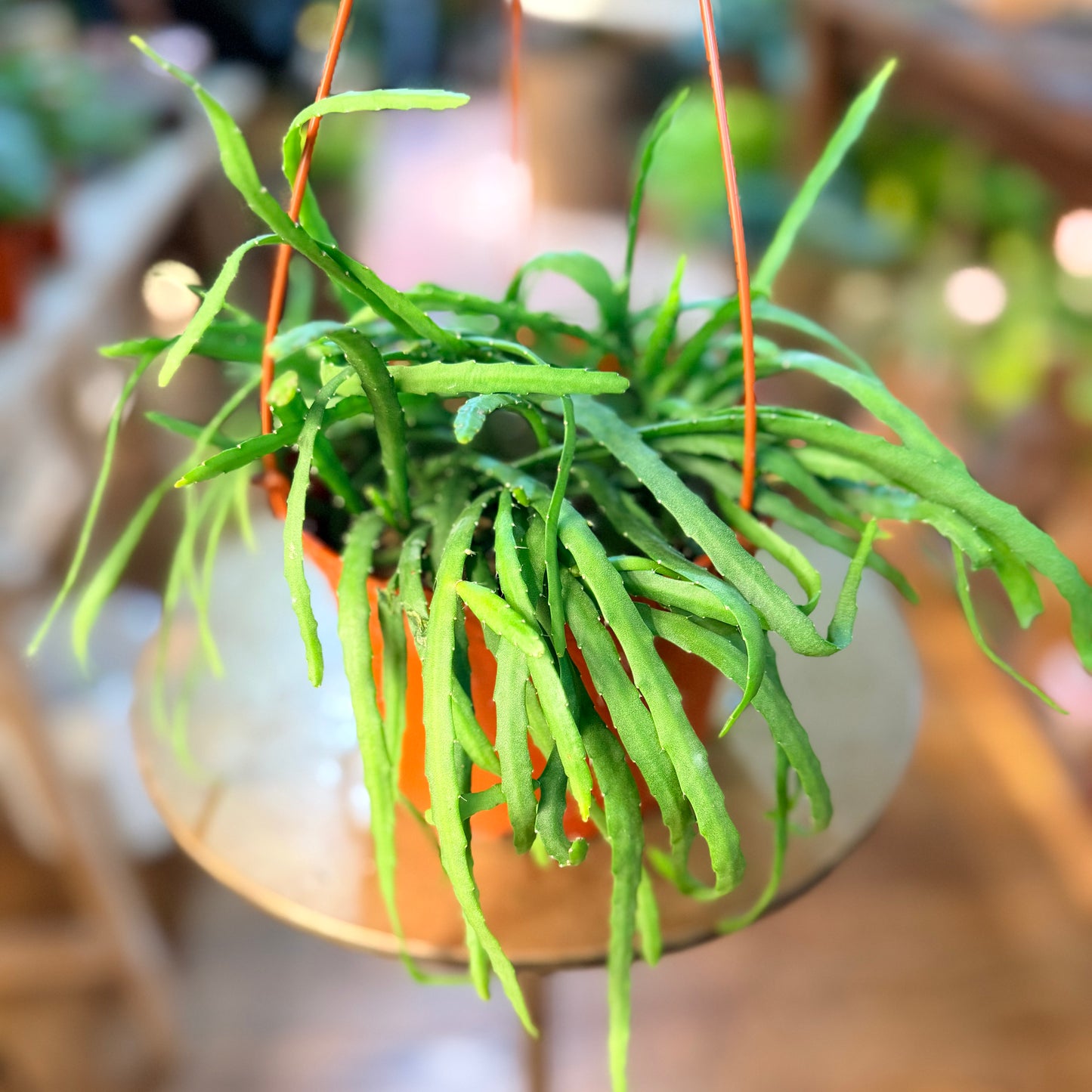 Rhipsalis Boliviana