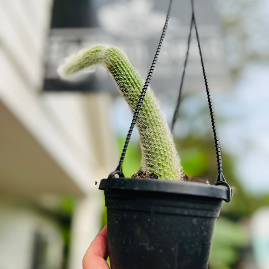 Monkey Tail HB