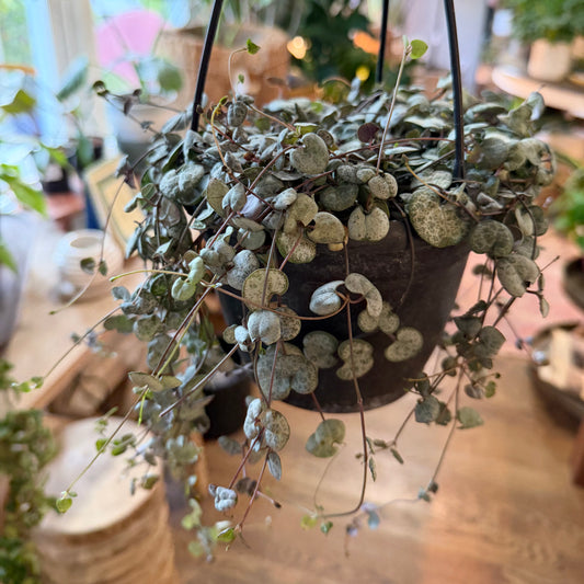 String of Hearts Silver Glory