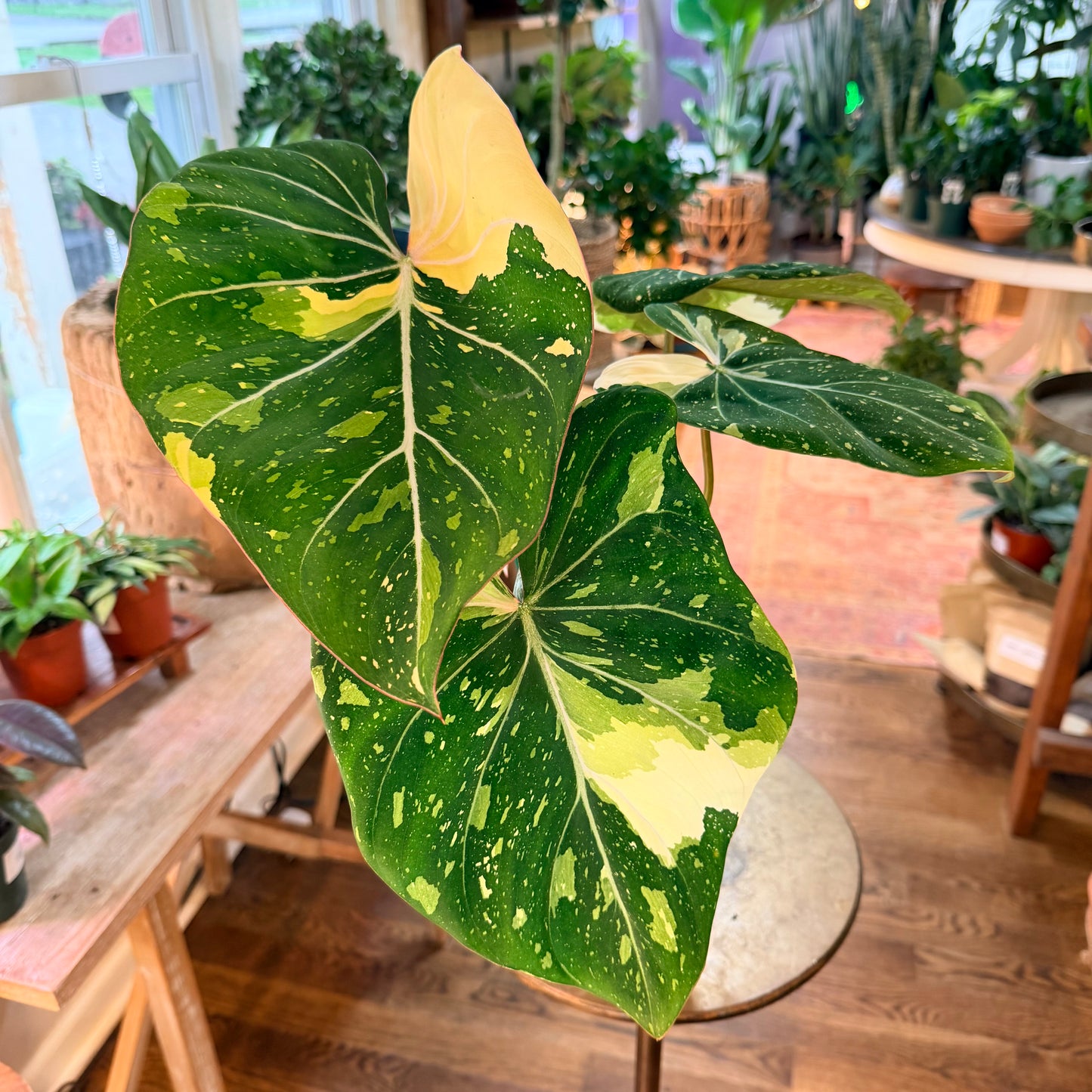 Philodendron 'Gloriosum - Variegated'