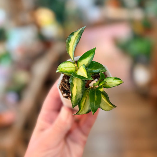 Hoya Lacunosa Bruno