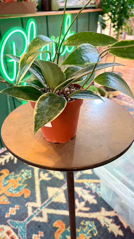 Hoya ˜Macrophylla Albo