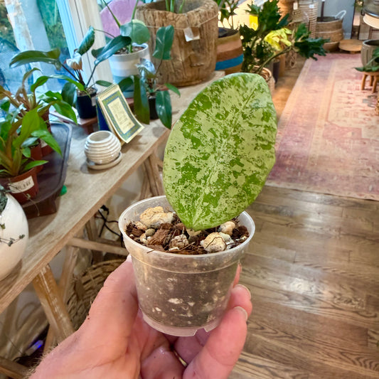Hoya Queen Elizabeth