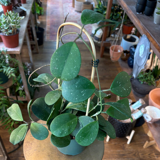 Hoya Obovata Splash on Trellis