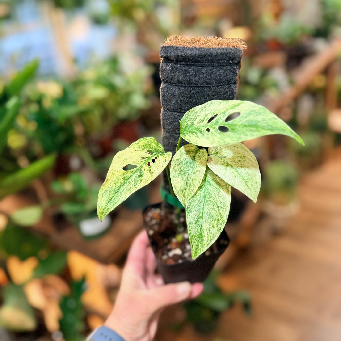 Monstera 'Laniata Variegated'