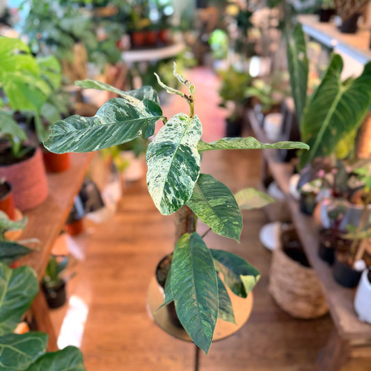 Rhaphidophora 'Foraminifera - Variegated’