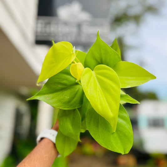 Philodendron Lemon Lime