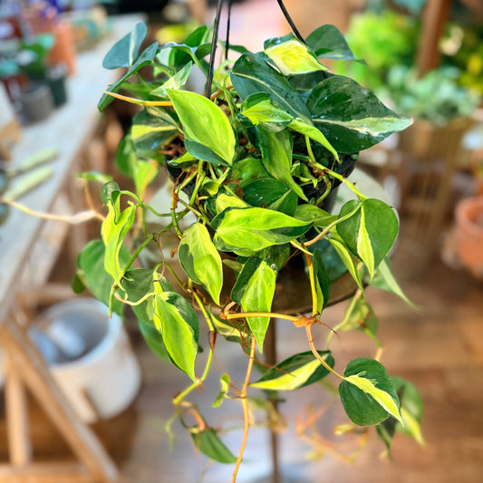 Philodendron 'Hederaceum - Cream Splash'