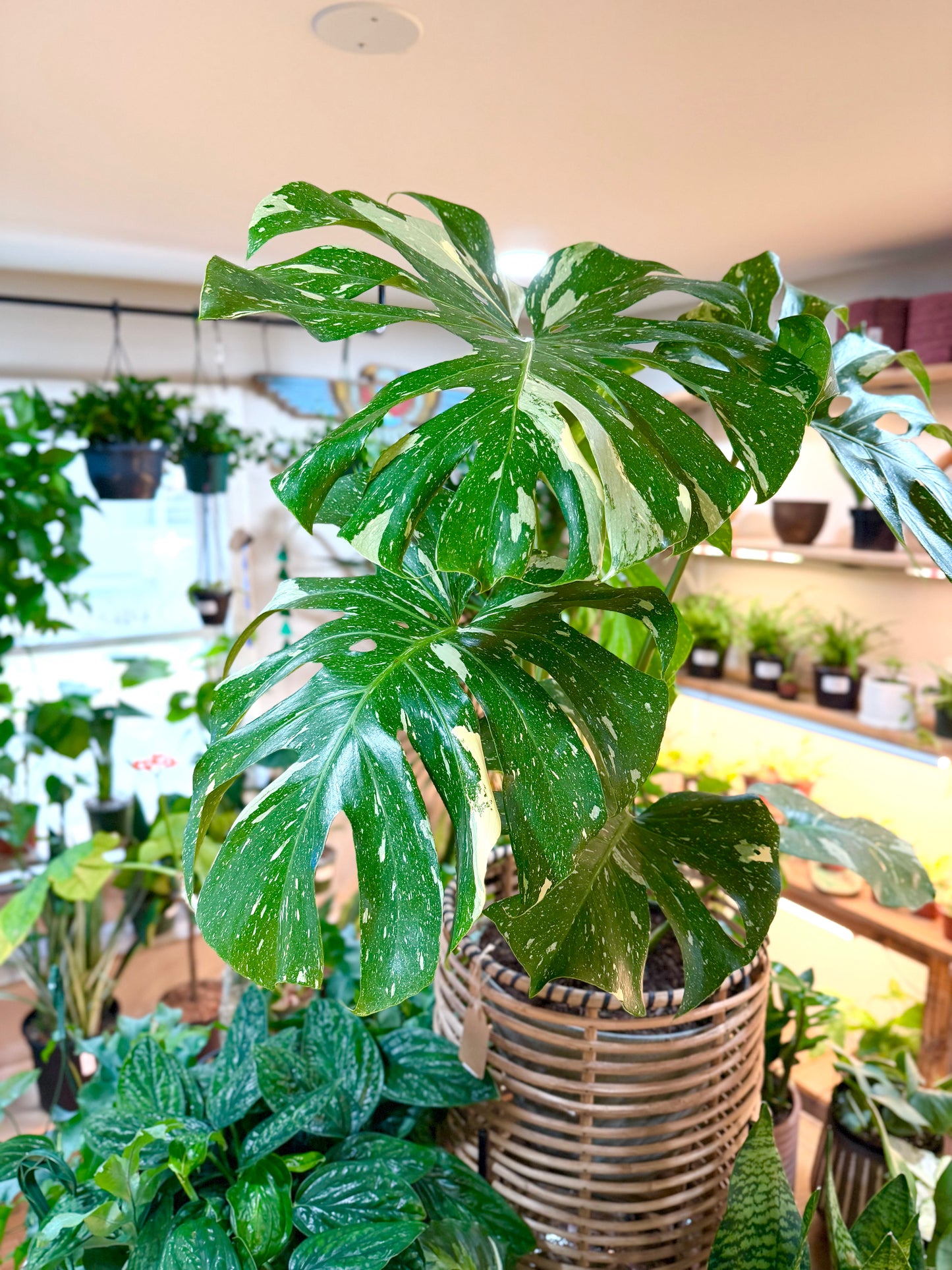 Monstera Thai Constellation