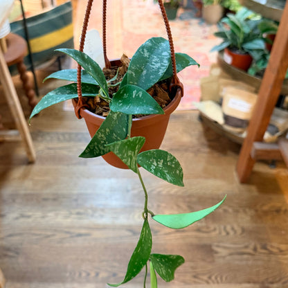 Hoya 'Phuwuaensis'