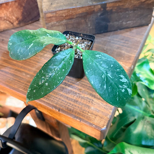 Hoya 'Lai Chau Splash' long leaves