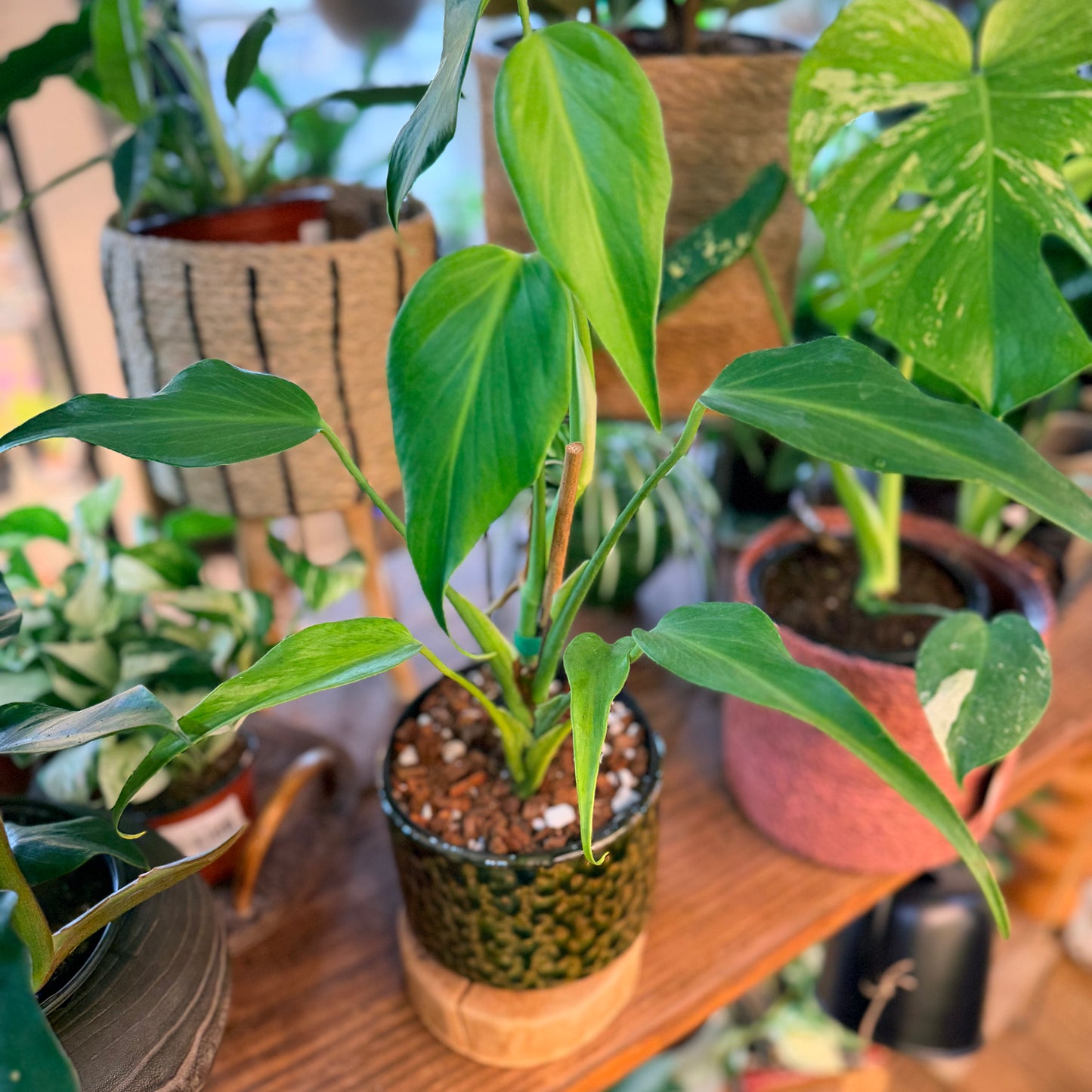 Monstera 'Burle Marx Flame'