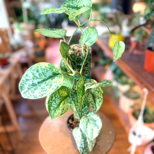 Scindapsus 'Geulis' w/Pole