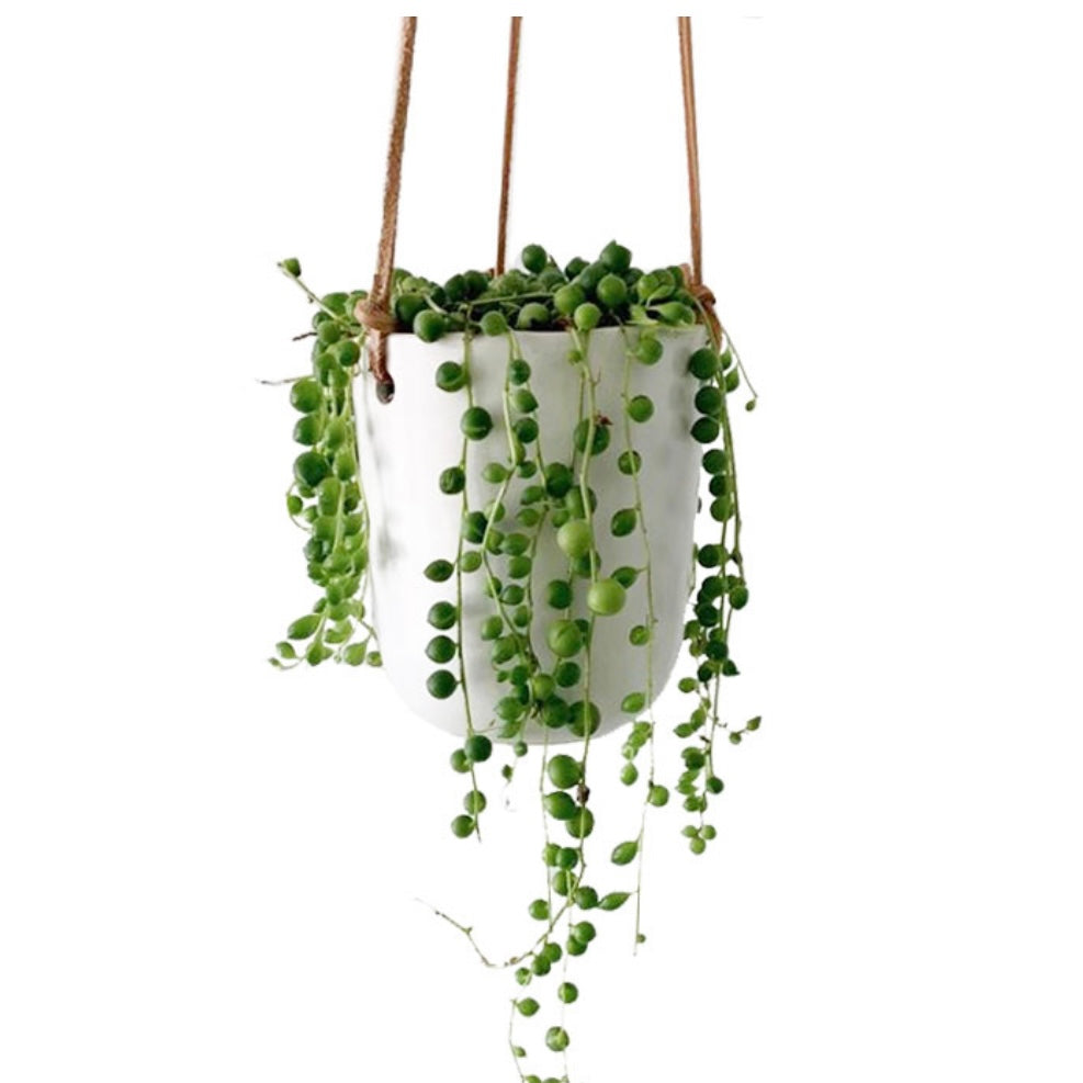 Doni Plant hanger 4x4.5”