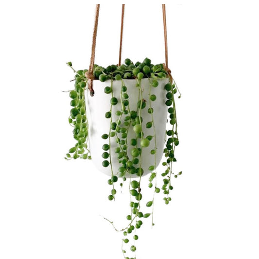 Doni Plant hanger 4x4.5”