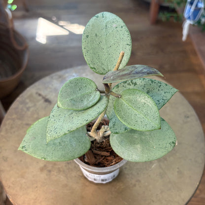 Hoya 'Verticillata Silver Heart’