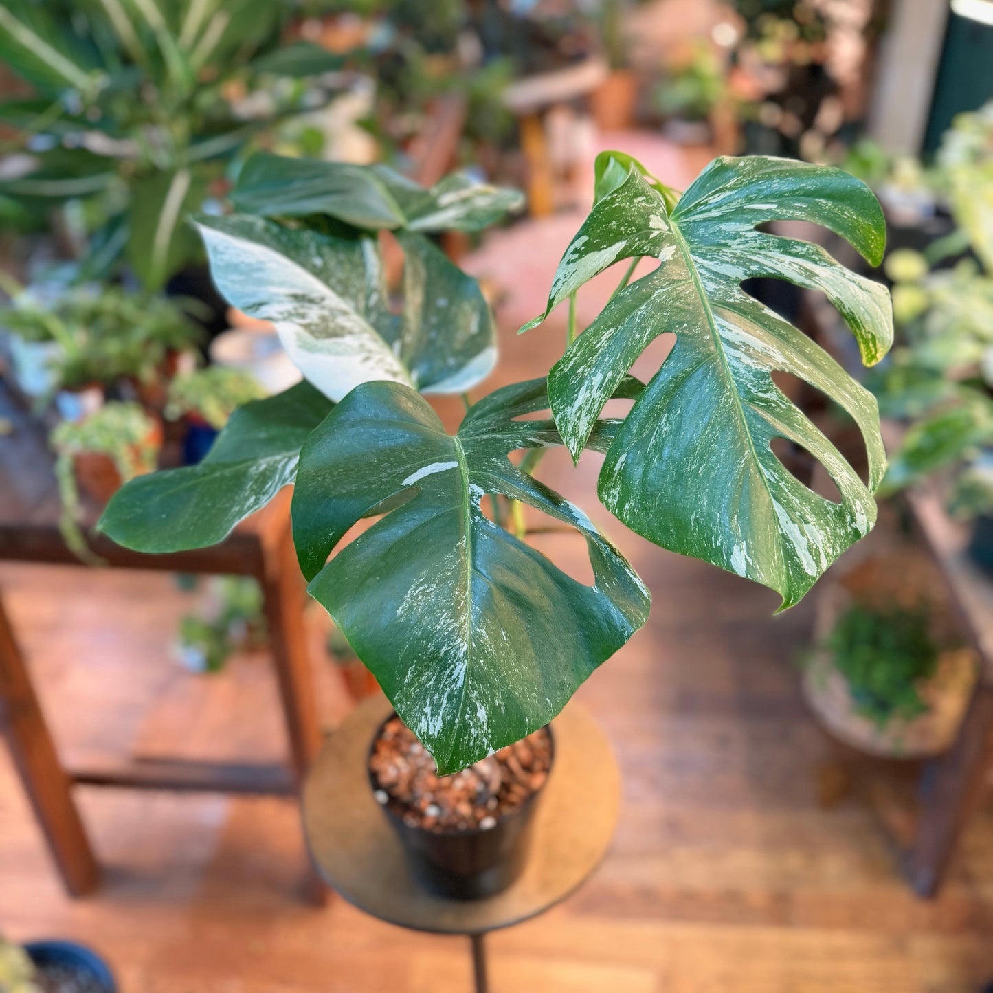 Monstera Albo Deliciosa