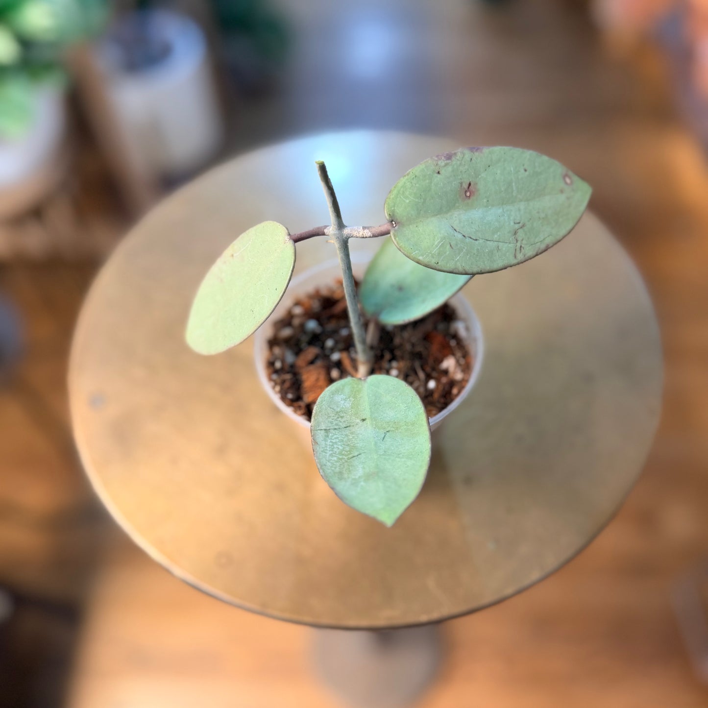 Hoya Silver Dollar