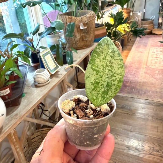 Hoya Queen Elizabeth