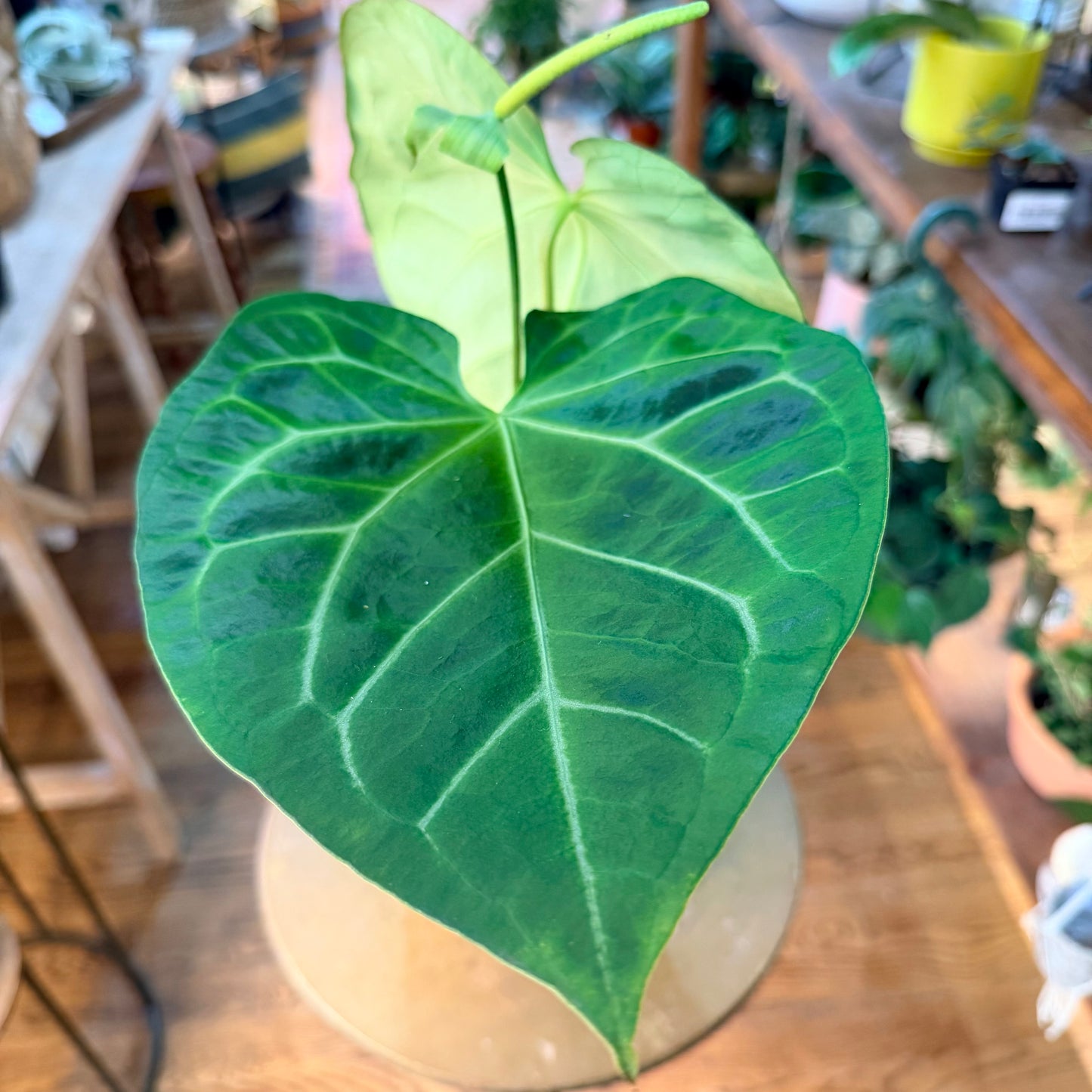 Anthurium magnificum x (Hoffmannii x Dark Phoenix)