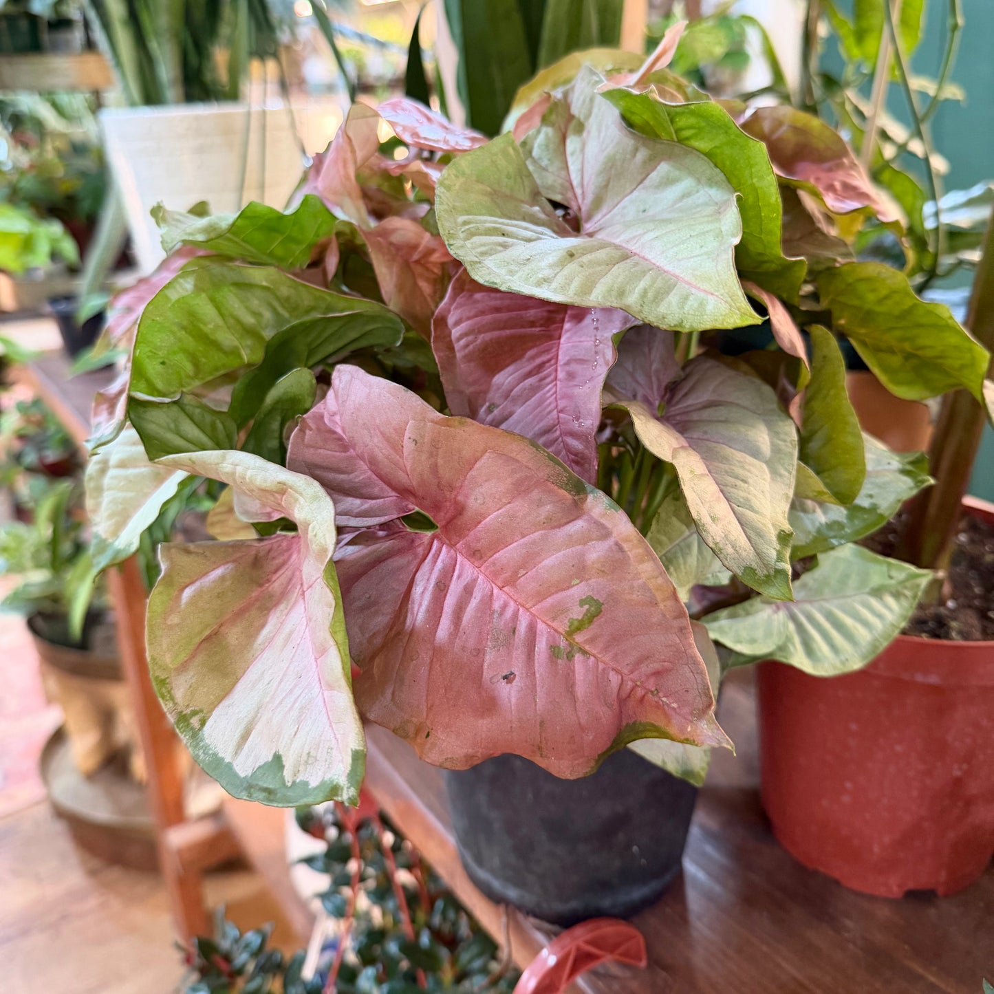 Syngonium Pink