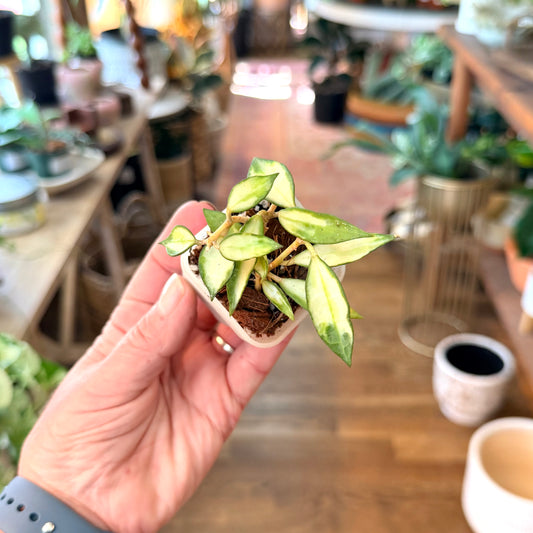 Hoya 'Lacunosa tricolor’