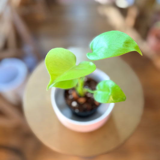 Monstera Deliciosa 'Lemon Lime'