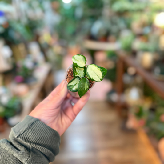 Variegated Hoya Mathilde