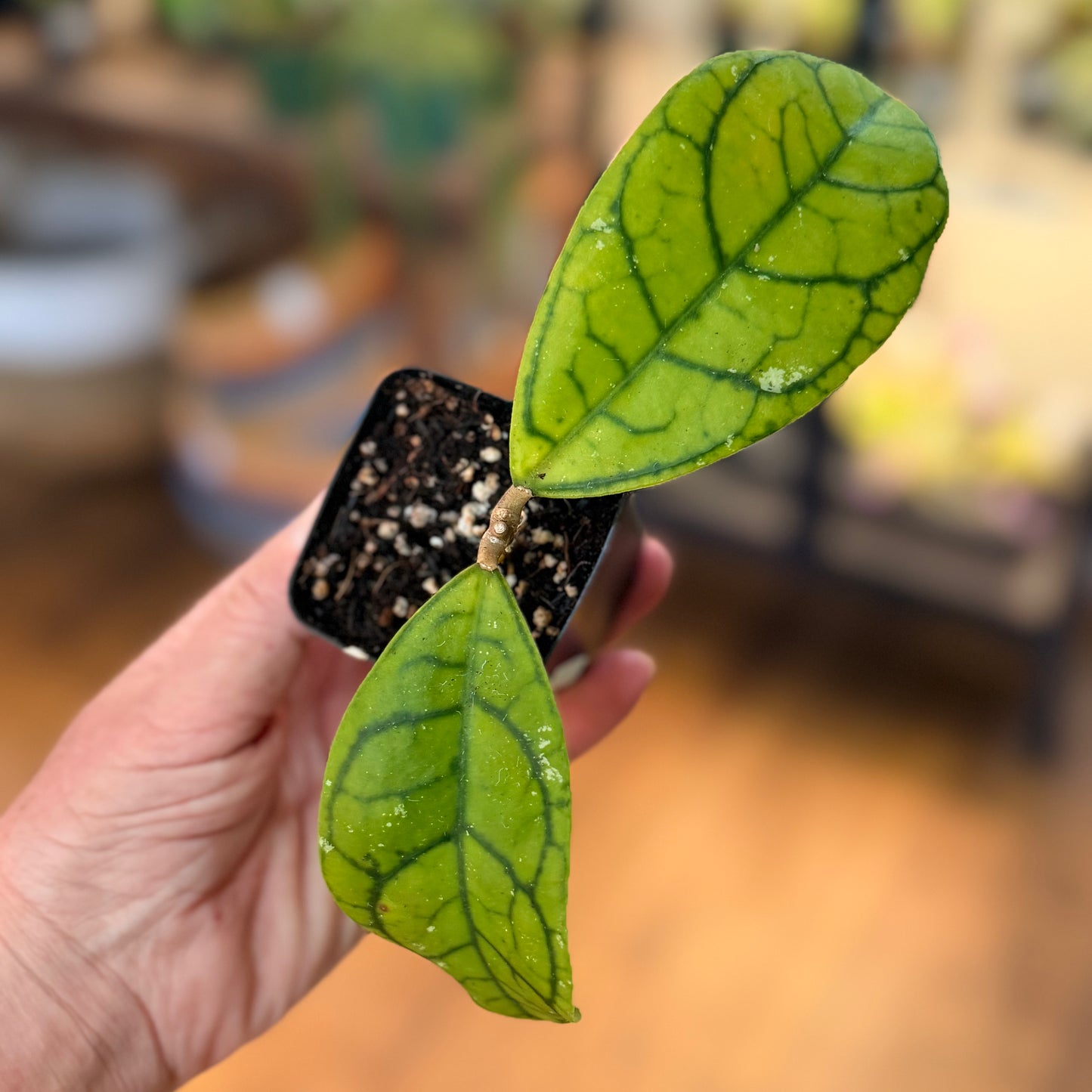 Hoya Callistophylla 'Vena'