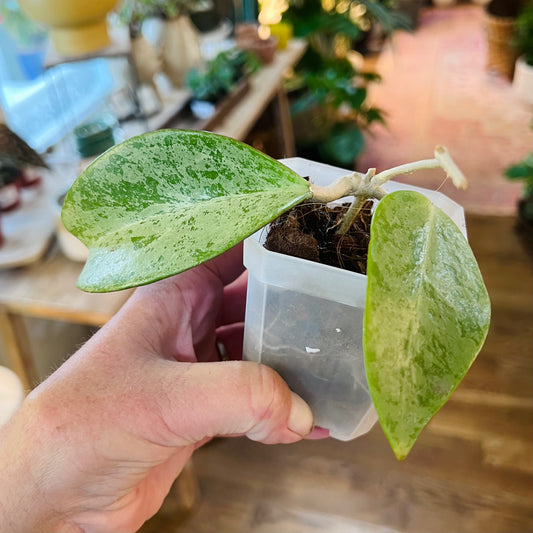 Hoya Rime Splash