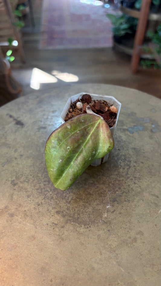 Hoya Ricardo