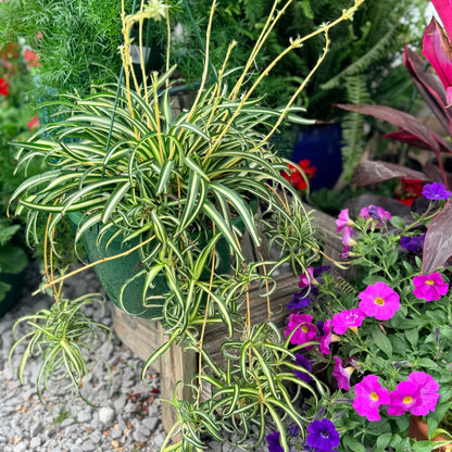 Spider plant