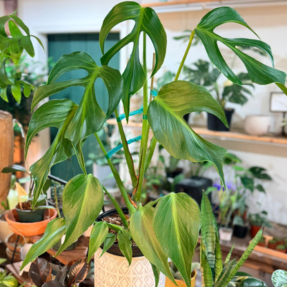 Monstera 'Burle Marx Flame'