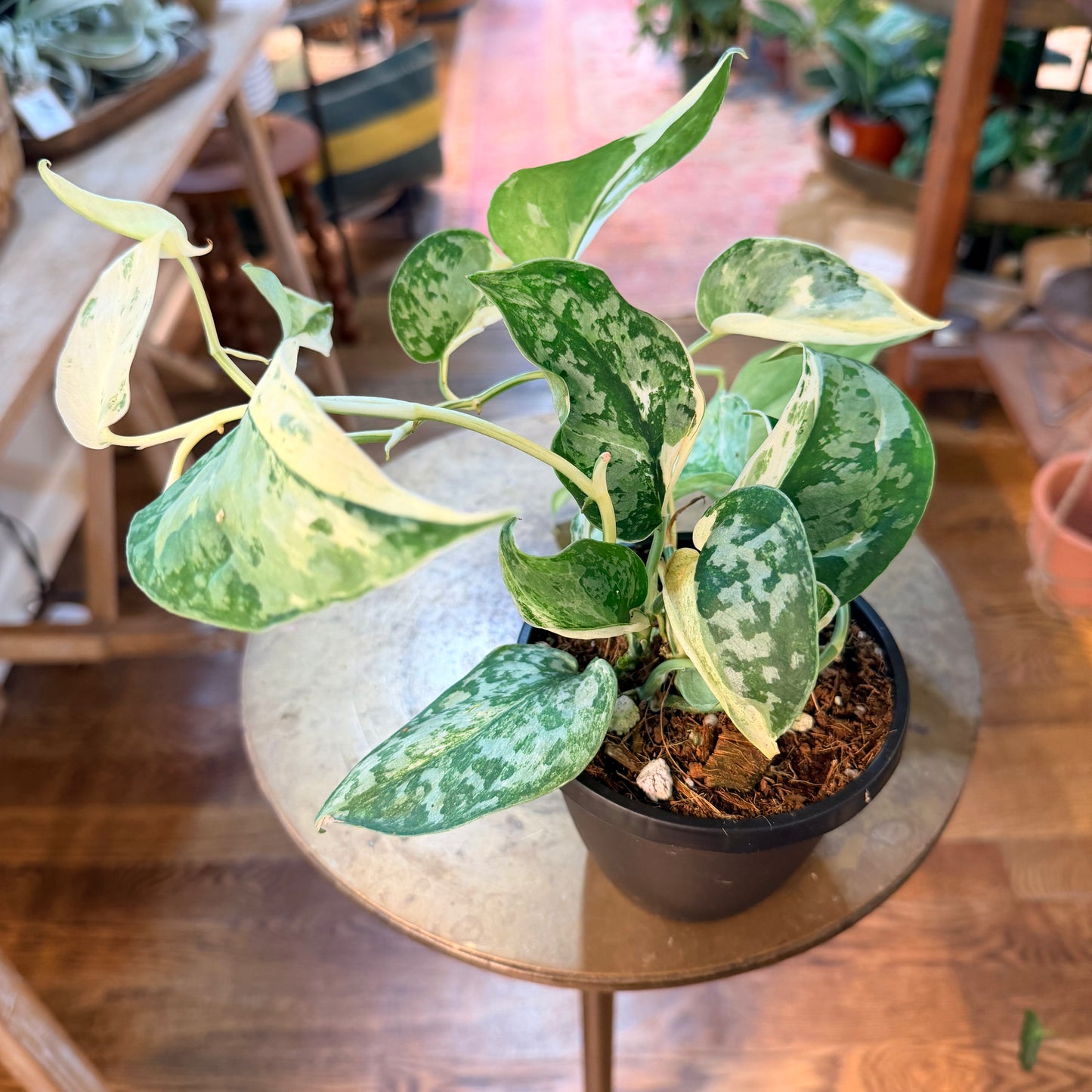 Scindapsus 'Silver Cloud' - Albo Variegation (High Color)