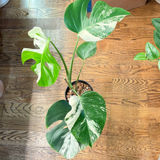Monstera Albo