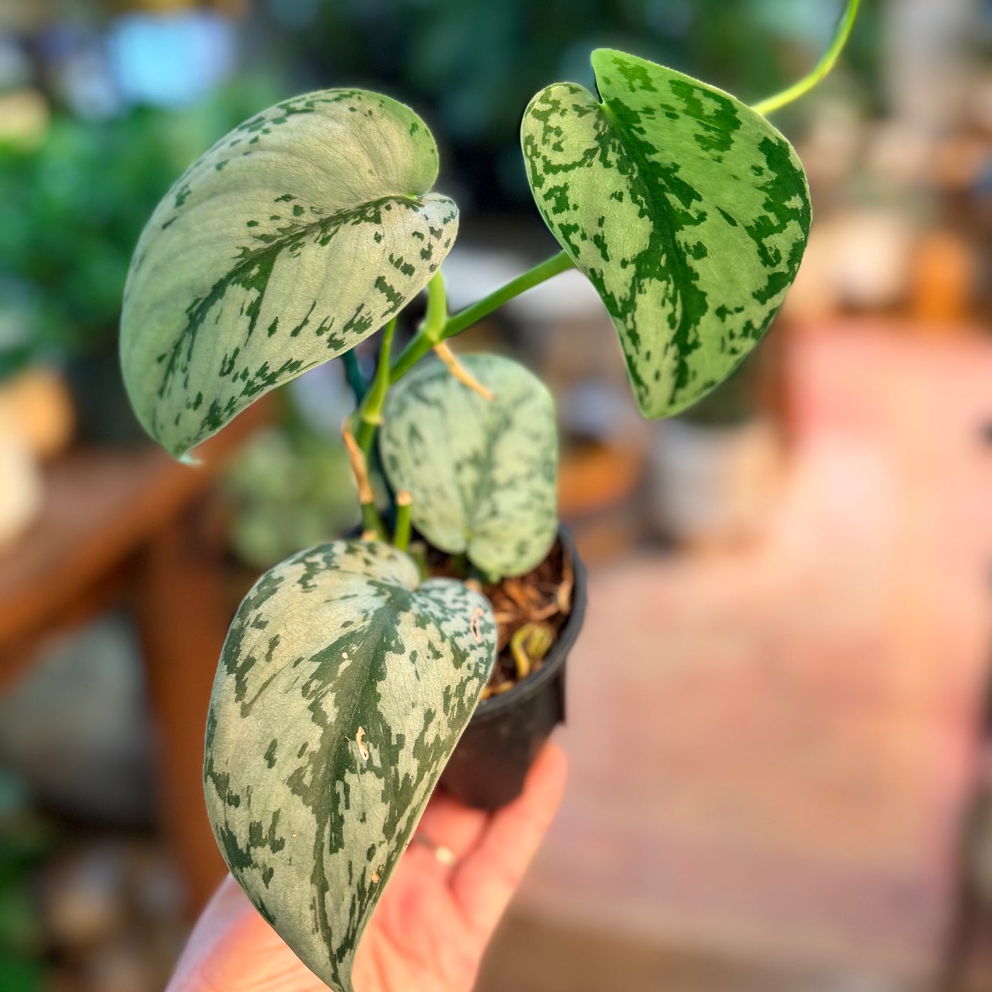 Scindapsus 'Silver Sierra'