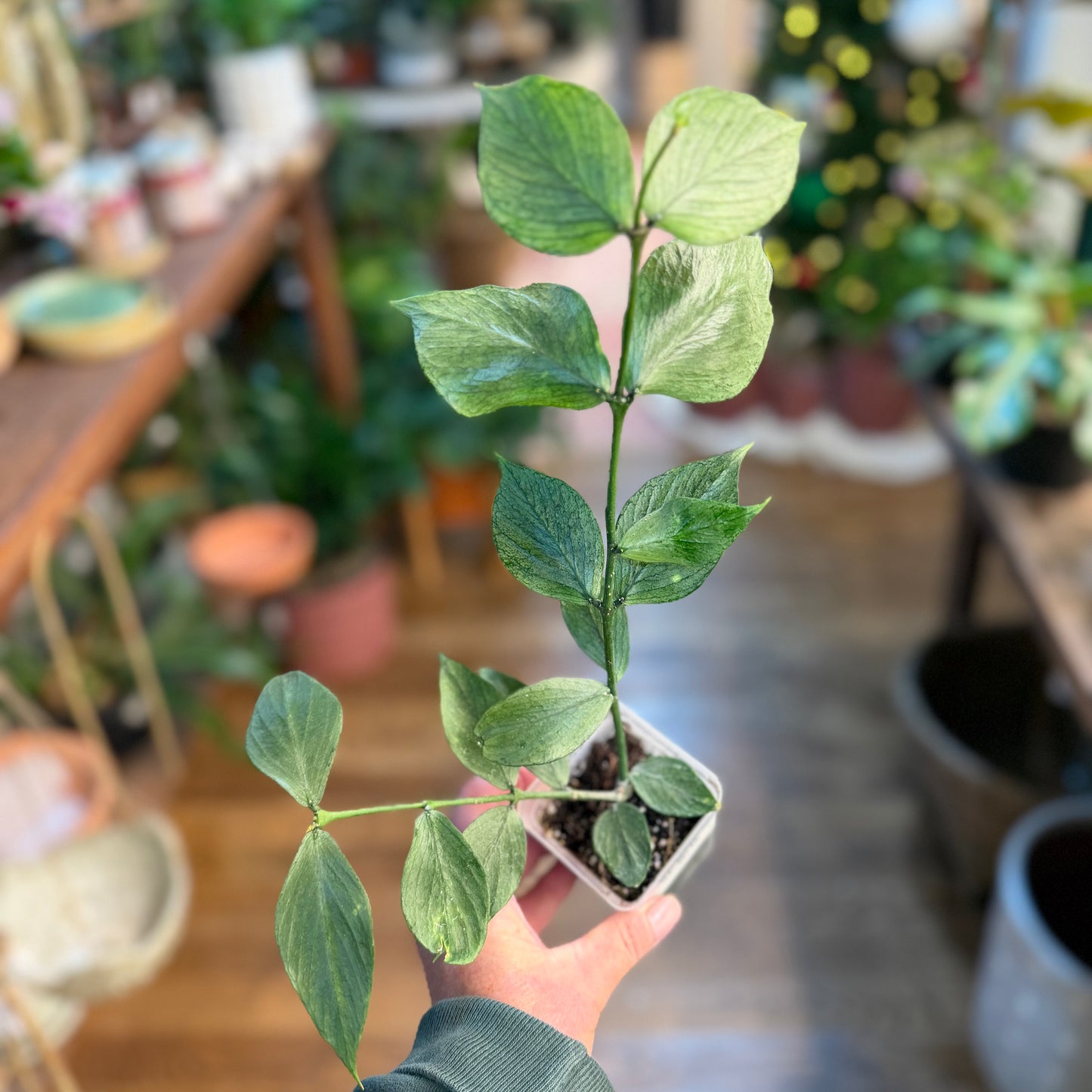 Hoya Polyneura Silver