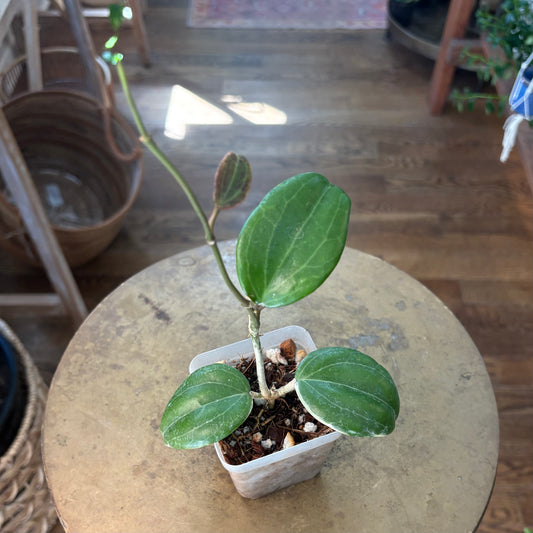 Hoya Quinquenervia ‘Little Plu’