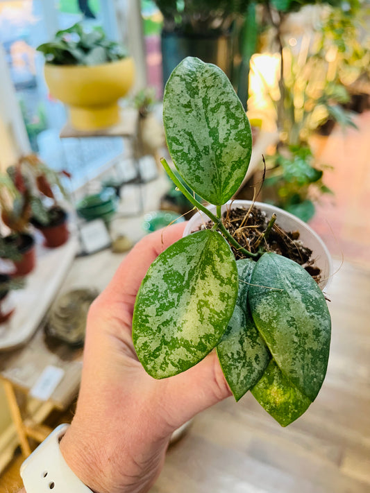 Hoya Collina Splash NOID