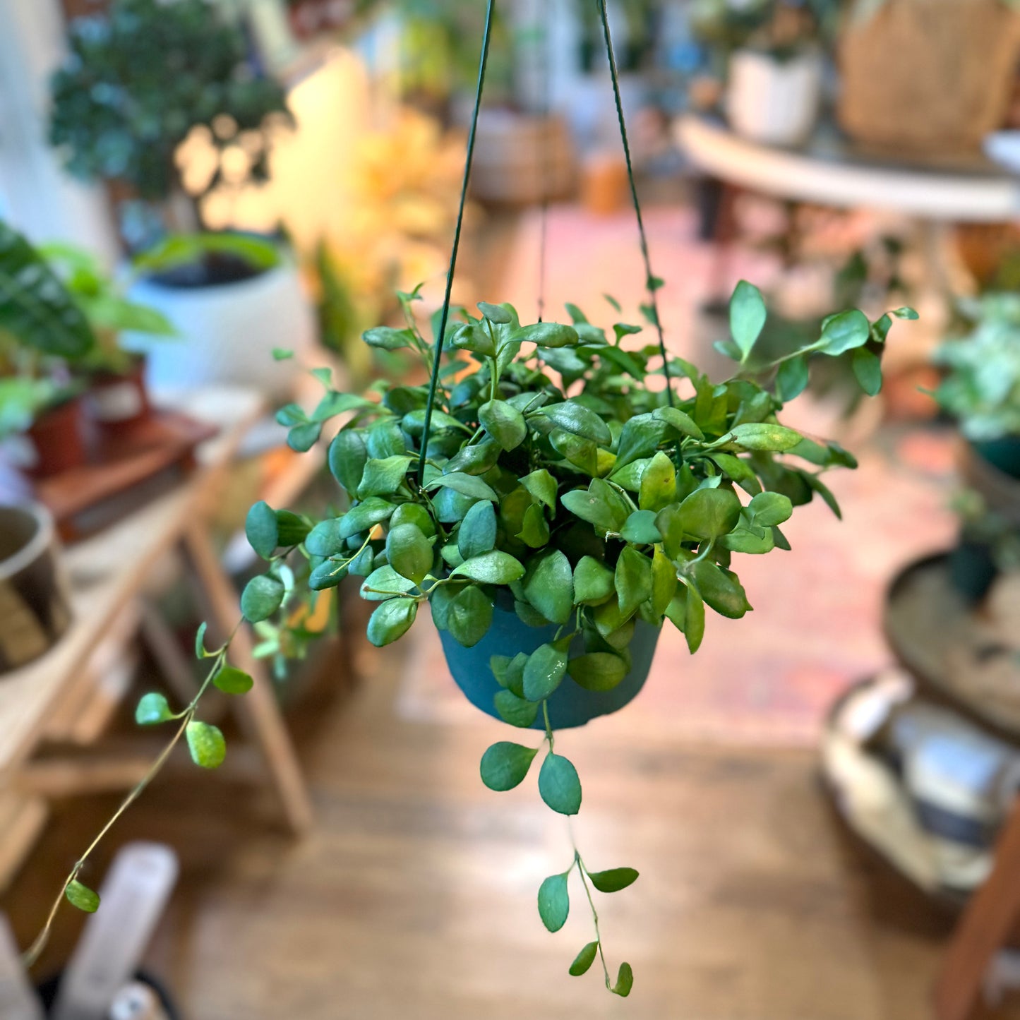 Hoya Heuschkeliana