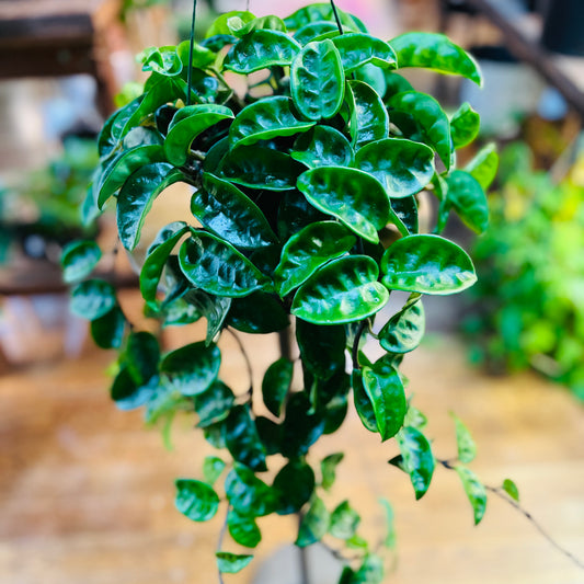 Hoya Carnosa krinkle