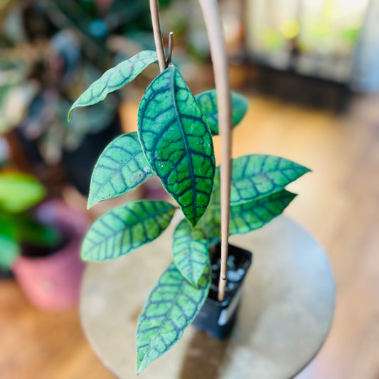 Hoya callistophyla