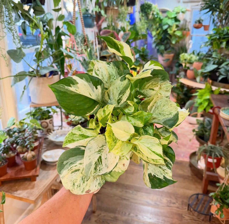 Epipremnum aureum 'Pothos Manjula' (Large Leaf Form)