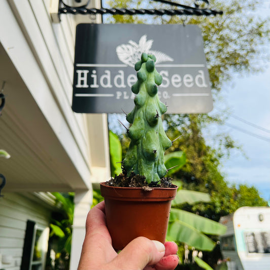 Cactus Cereus Boobie