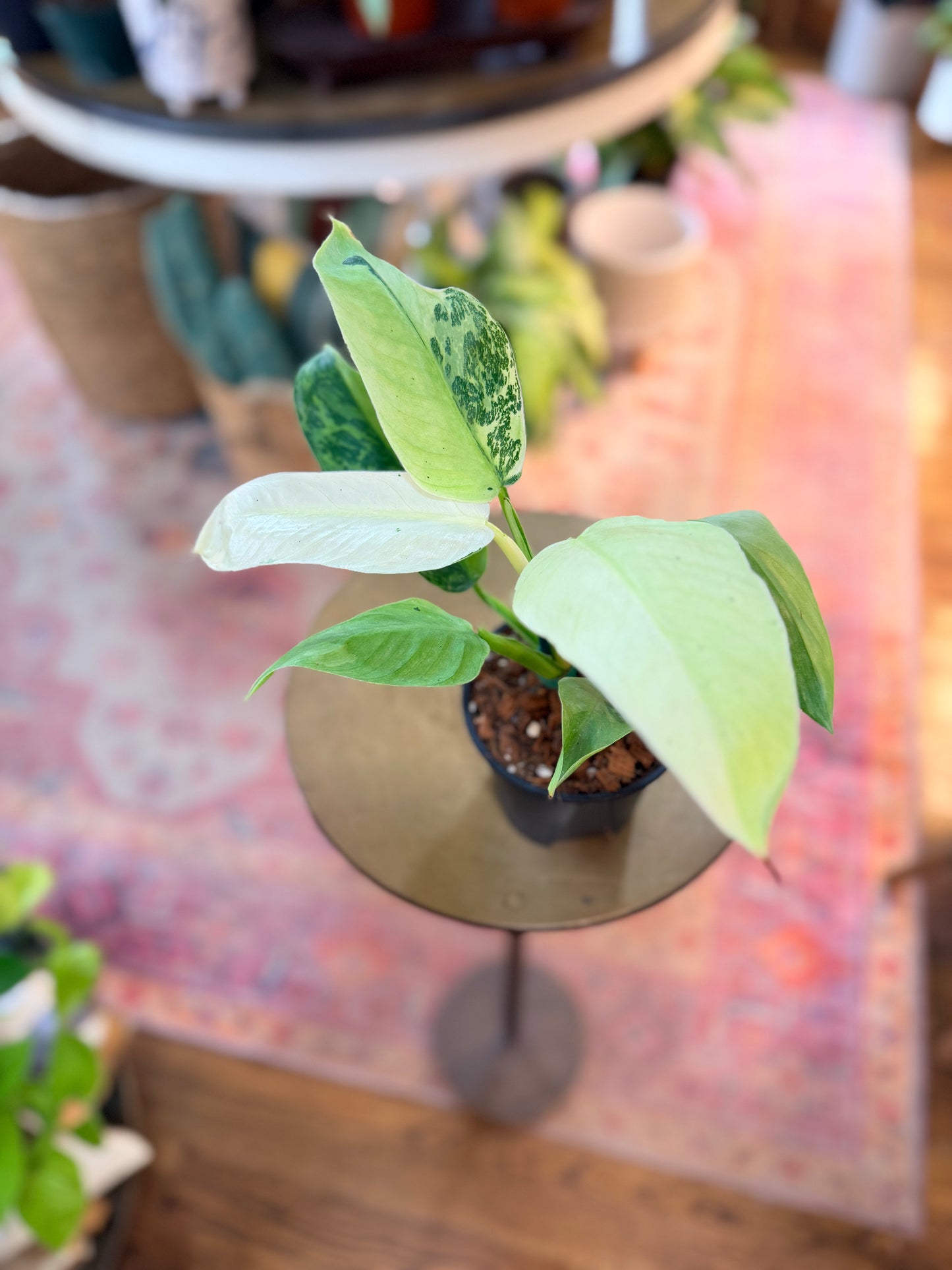 Philodendron ‘Jose Buono’